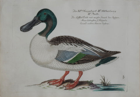 Johann Leonhard Frisch (1666-1743), T 62