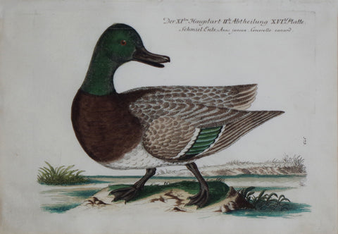 Johann Leonhard Frisch (1666-1743), T 73