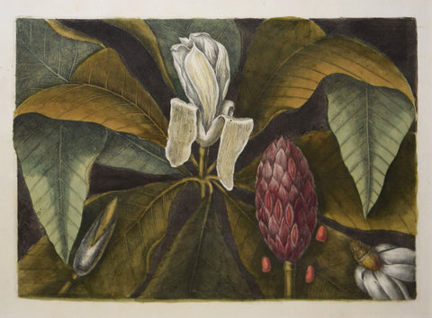 Mark Catesby (British, 1683-1749), T80, The Umbrella-Tree