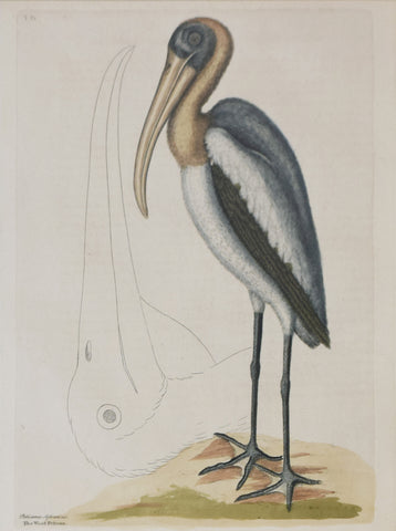Mark Catesby (1683-1749), T81-The Wood Pelican