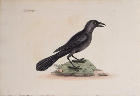 Mark Catesby (1683-1749), T 12-The Purple Jack-Daw