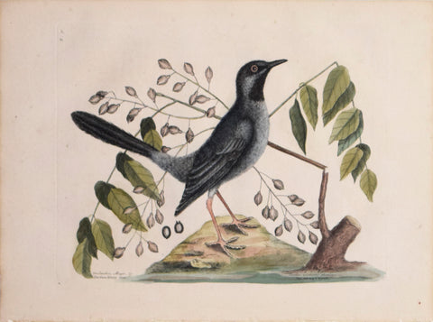 Mark Catesby (1683-1749), T 30- The Red-leg'd Thrush