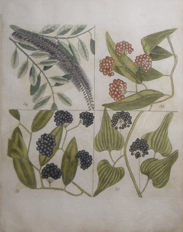 Mark Catesby (ca. 1679-1749), T 31, 32, 33, 34