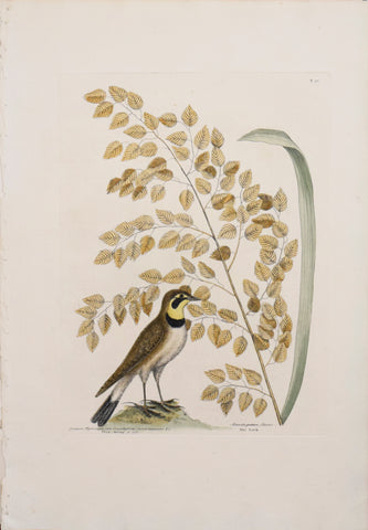 Mark Catesby (1683-1749), T 32-The Lark