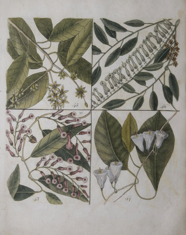 Mark Catesby (ca. 1679-1749), T 43, 44, 45, 46