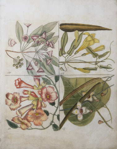 Mark Catesby (ca. 1679-1749), T 47, 48 ,49 50