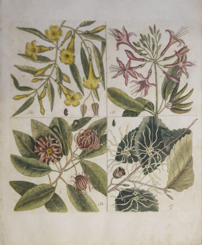 Mark Catesby (ca. 1679-1749), T 55, 56, 57, 58