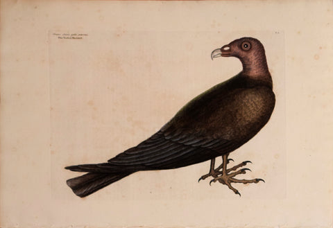 Mark Catesby (1683-1749), T 6-The Turkey Buzzard