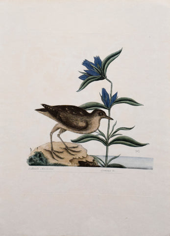 Mark Catesby (1683-1749), T70, The Soree