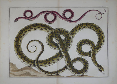 Albertus Seba (1665-1736), Tab LXXXVIII