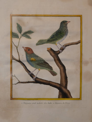 Francois Nicolas Martinet ( b. 1731), Tangara verd tachete des Indes Pl 133