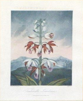 Robert John Thornton (1768-1837), Tankerville's Limodorun or Chinese Limodoron