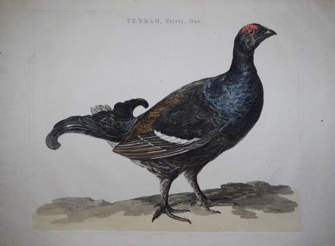 Cornelius Nozeman (1712-1786), Tetrao Tetrix Mas