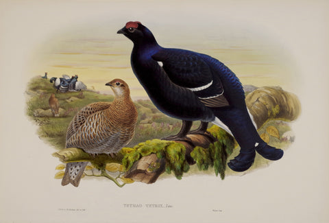 John Gould (1804-1881), Tetrao Tetrix