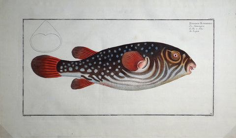 Marcus Elieser Bloch (1723-1799), Tetrodon Testudineus