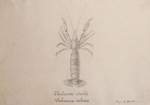 Christophe Paulin de la Poix de Freminville (1747-1848), Thalassine etoilee