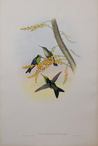 John Gould (1804-1881), Thalurania Verticeps