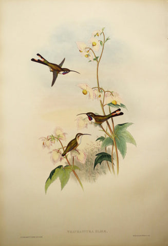 John Gould (1804-1881), Thaumastura Elizae