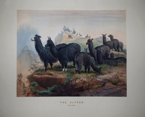 Joseph Wolf (1820-1899), The Alpaca