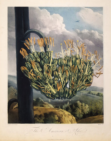 Robert John Thornton (1768-1837), The American Aloe