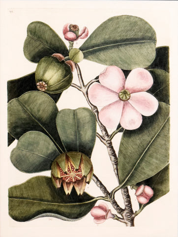 Mark Catesby (1683-1749), T99-The Balsam Tree