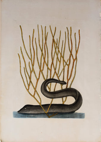 Mark Catesby (1683-1749), The Black Muray and coral, T21