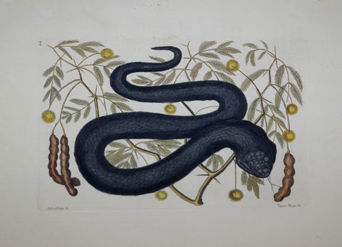 Mark Catesby (1683-1749), The Black Viper P44