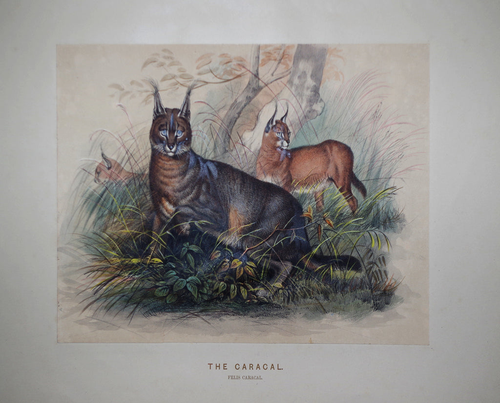 Joseph Wolf (1820-1899), The Caracal – Arader Galleries