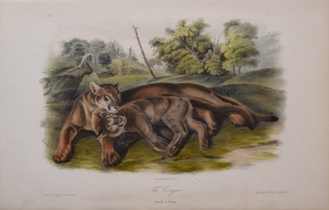 John James Audubon (1785-1851), The Cougar Plate XCVII