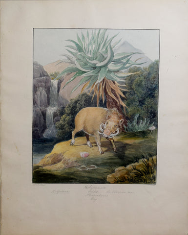 Charles Hamilton Smith (1776-1859), The Ethiopian Boar