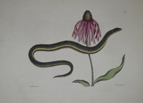 Mark Catesby (1683-1749), The Glass Snake P59