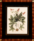 Mark Catesby (1683-1749), T65-The Green Lizard of Carolina