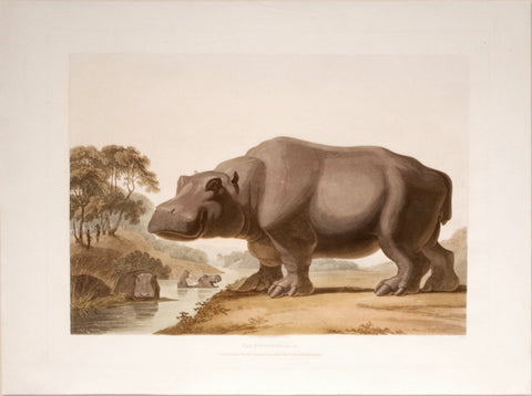 Samuel Daniell (1775-1811), The Hippopotamus and The African Rhinoceros