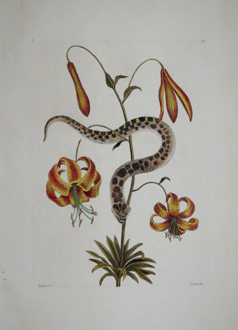 Mark Catesby (1683-1749), The Hog-Nose Snake P56