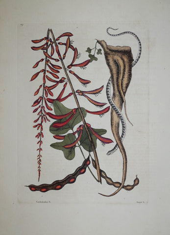 Mark Catesby (1683-1749), The Little Brown Bead Snake P49