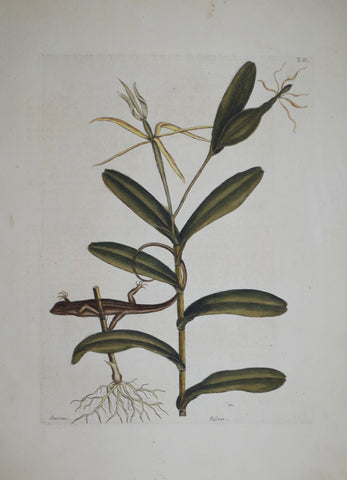 Mark Catesby (1683-1749), The Lyon Lizard P68