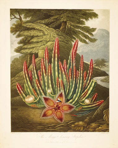 Robert John Thornton (1768-1837), The Maggot Bearing Stapelia