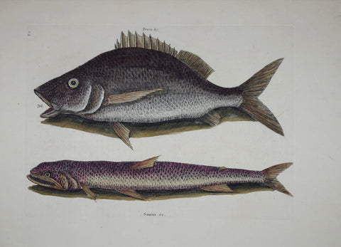 Mark Catesby (1683-1749), The Margate Fish P2