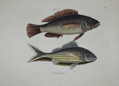 Mark Catesby (1683-1749), The Negro Fish T7
