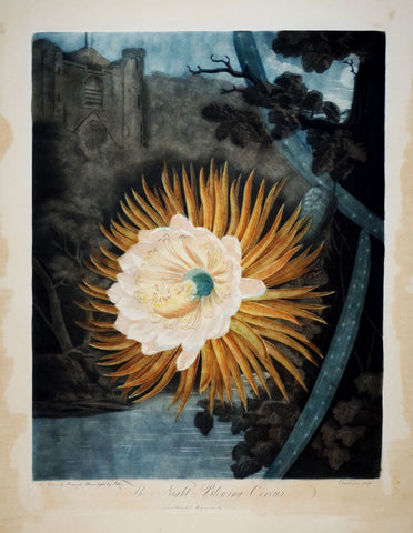 Robert John Thornton (1768-1837), The Night Blowing Cereus
