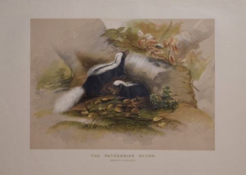 Joseph Wolf (1820-1899), The Patagonian Skunk