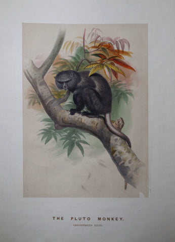 Joseph Wolf (1820-1899), The Pluto Monkey