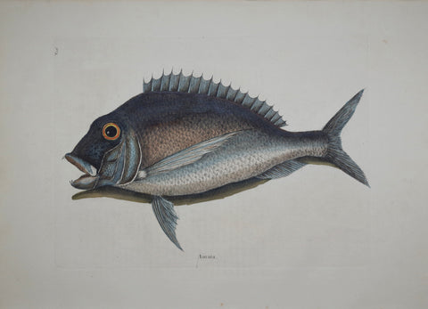 Mark Catesby (1683-1749), The Porgy P16