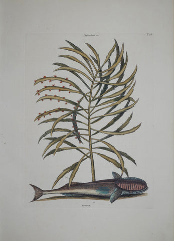 Mark Catesby (1683-1749), The Sucking Fish P26