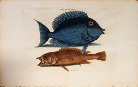 Mark Catesby (1683-1749), The Tang The Yellow Fish T10