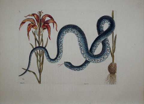 Mark Catesby (1683-1749), The Wampum Snake P58