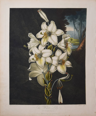 Robert John Thornton (1768-1837), The White Lily with Variegated leaves