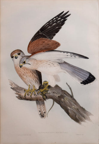 John Gould (1804-1881), Tinnunculus Cencroides