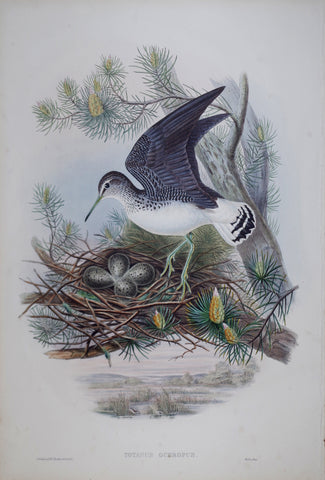 John Gould (1804-1881), Totanus Ochropus