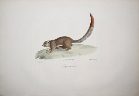 Frederic Cuvier (1769-1832) & Geoffroy Saint-Hilaire (1772-1844), Toupaye male - Tree Shrew